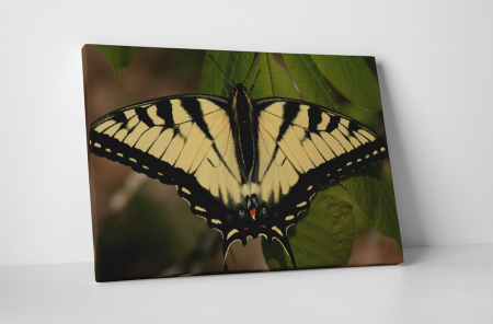 Animale - Tablou canvas : Papilionidae galbena