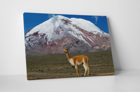 Animale - Tablou canvas : Lama