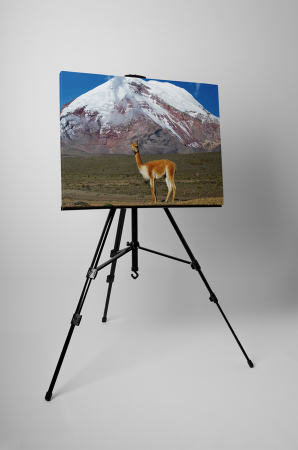 Tablou canvas : Lama [2]