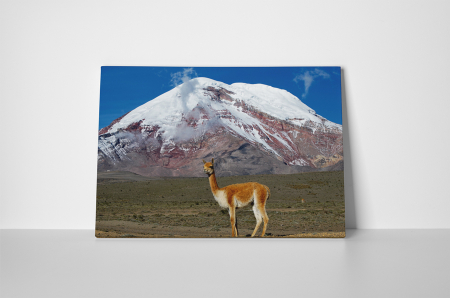 Tablou canvas : Lama [1]