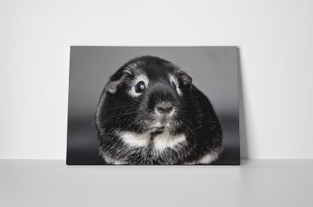 Tablou canvas : Porcusor de Guineea speriat [1]