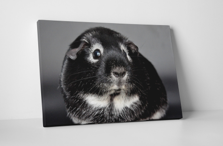 Animale - Tablou canvas : Porcusor de Guineea speriat