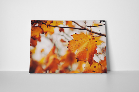 Tablouri Canvas - Tablou canvas : Tomna