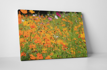 Natură - Tablou canvas : Floricele portocalii