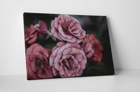 Tablouri Canvas - Tablou canvas : Trandafiri inghetate