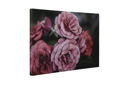 Tablou canvas : Trandafiri inghetate [4]