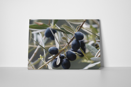 Tablou canvas : Masline [1]