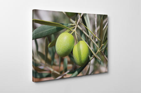 Tablou canvas : Masline verzi [2]