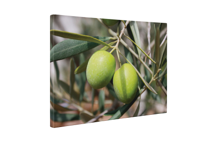 Tablou canvas : Masline verzi [4]