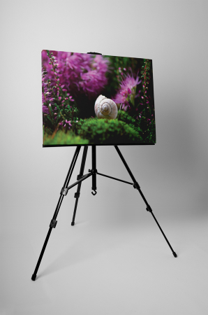 Tablou canvas : Melc [2]