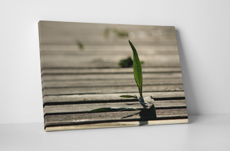 Natură - Tablou canvas : Un fir de iarba