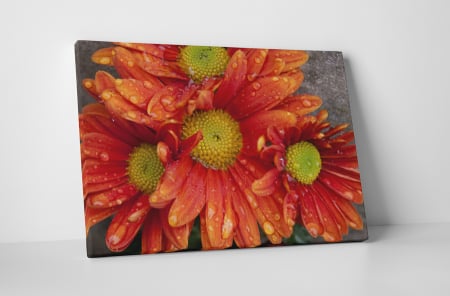 Tablouri Canvas - Tablou canvas : Gerbere cu roua