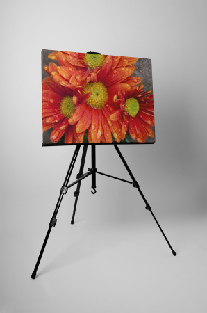 Tablou canvas : Gerbere cu roua [2]
