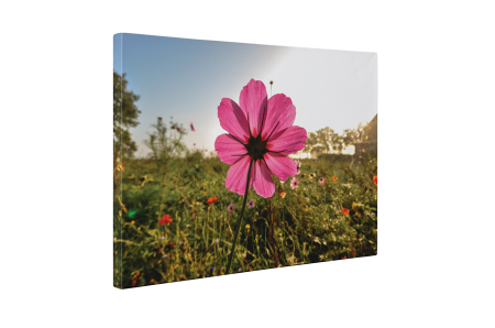 Tablou canvas : O floare roz [4]
