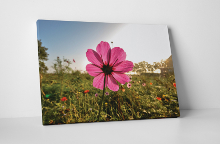 Tablouri Canvas - Tablou canvas : O floare roz