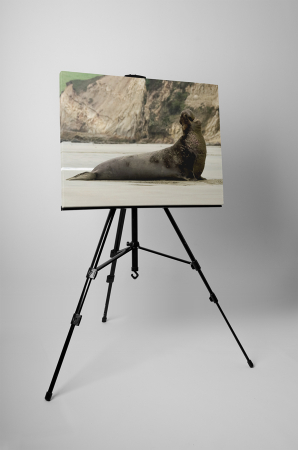 Tablou canvas : Leu de mare [2]