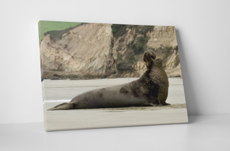Animale - Tablou canvas : Leu de mare