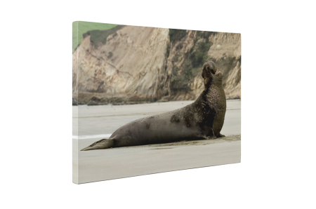 Tablou canvas : Leu de mare [4]