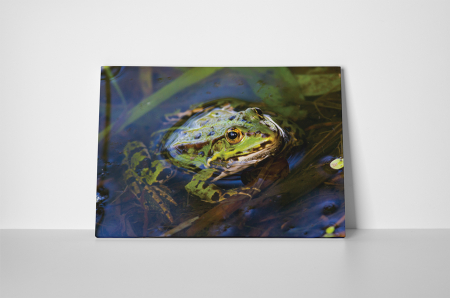 Tablou canvas : Broasca in apa [1]