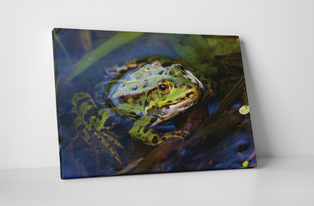 Animale - Tablou canvas : Broasca in apa