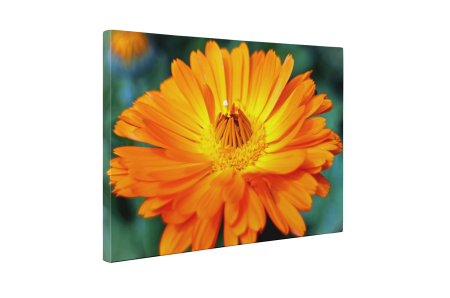 Tablou canvas : Gerbera [4]