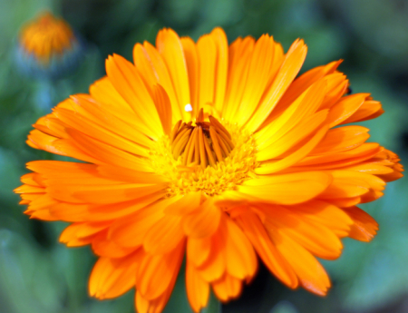 Tablou canvas : Gerbera [3]