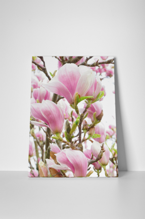Tablou canvas : Magnolia inflorita [1]