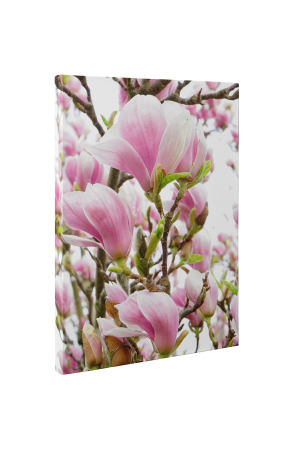 Tablou canvas : Magnolia inflorita [4]