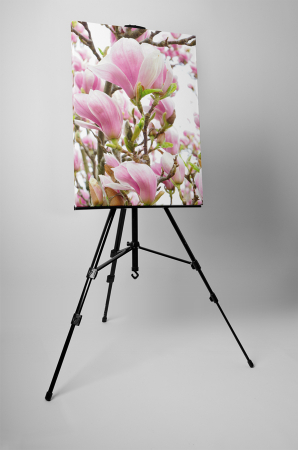 Tablou canvas : Magnolia inflorita [2]