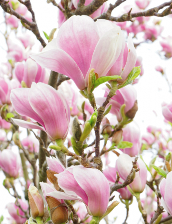Tablou canvas : Magnolia inflorita [3]
