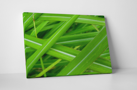 Tablouri Canvas - Tablou canvas : Frunze