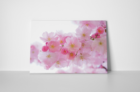 Tablou canvas : Flori roz [1]