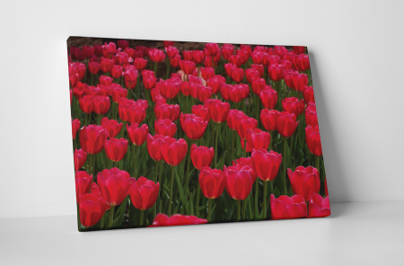 Tablouri Canvas - Tablou canvas : Lalele