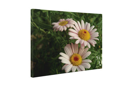 Tablou canvas : Flori de musetel [4]