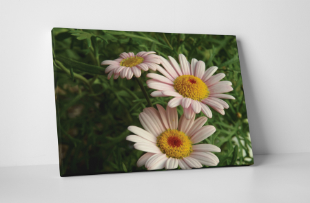 Tablouri Canvas - Tablou canvas : Flori de musetel