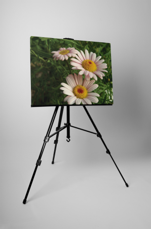 Tablou canvas : Flori de musetel [2]