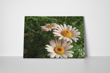 Tablou canvas : Flori de musetel [1]