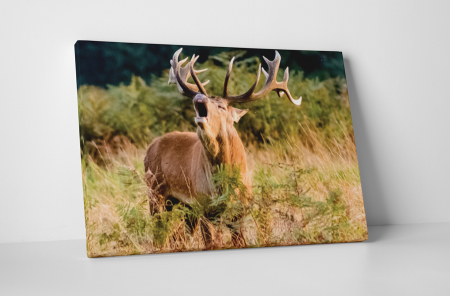 Animale - Tablou canvas : Cerbul singuratic