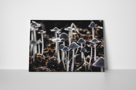 Tablou canvas : Ciuperca soarecelui [1]