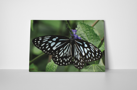 Tablou canvas : Fluture cu dungi [1]