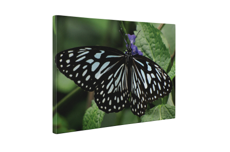 Tablou canvas : Fluture cu dungi [4]