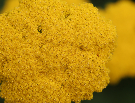 Tablou canvas : Floricele galbene [3]