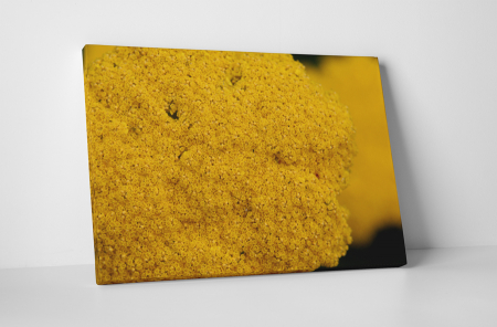 Tablouri Canvas - Tablou canvas : Floricele galbene