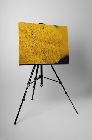 Tablou canvas : Floricele galbene [2]