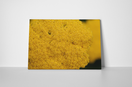 Tablou canvas : Floricele galbene [1]