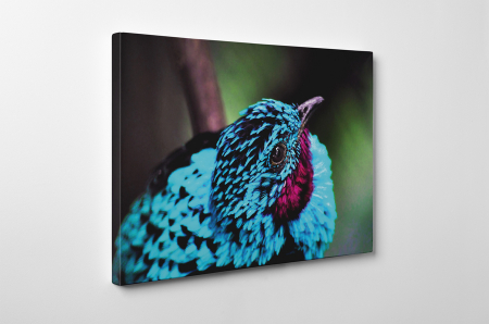 Tablou canvas : Pasare albastra [2]
