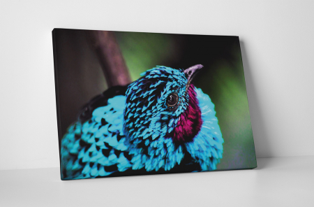Animale - Tablou canvas : Pasare albastra