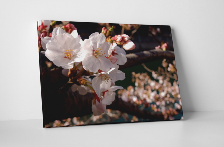Tablouri Canvas - Tablou canvas : Cires inflorit