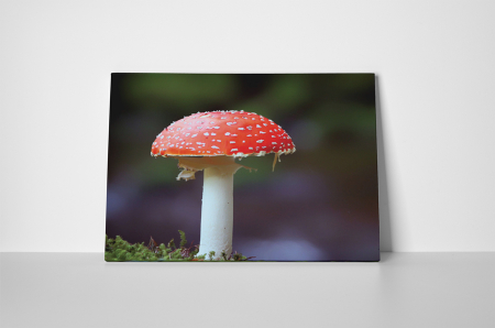 Tablou canvas : Buretele mustelor [1]