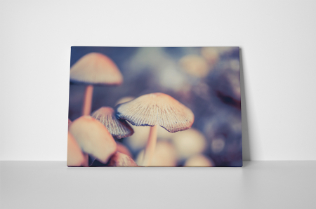 Tablou canvas : Ciuperci delicioase [1]